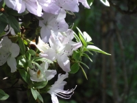 DSC00562-4.jpg