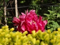 DSC00564-4.jpg
