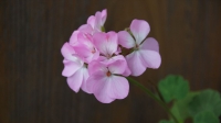 DSC00166_R.JPG