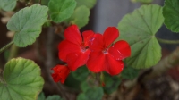 DSC00167_R.JPG