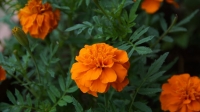 DSC00169_R.JPG