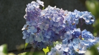 DSC00052_R.JPG