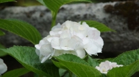 DSC00055_R.JPG