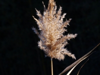 DSC09994-2.jpg