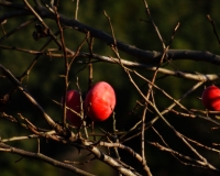 DSC09976-2.jpg