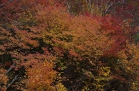 _IGP2827_R1_R1.JPG
