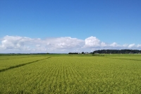 DSC_4153 (2)B.JPG