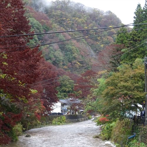 袋田の紅葉